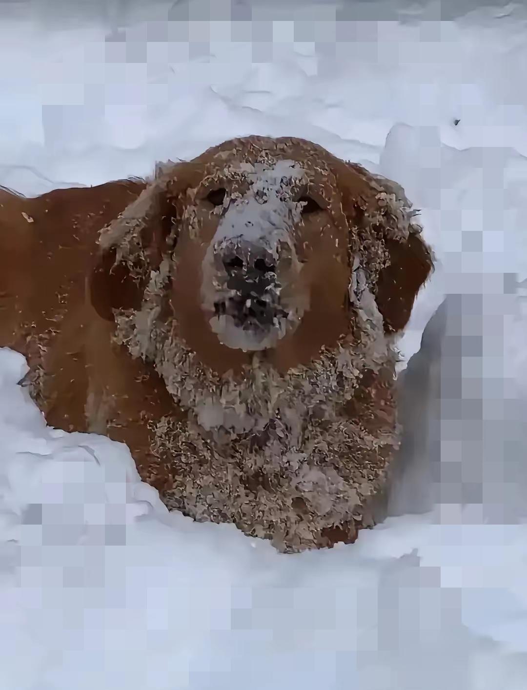 比哈尔滨零下23℃更冷的，是轻易许下却抛之脑后的承诺。朋友软磨硬泡领养了大