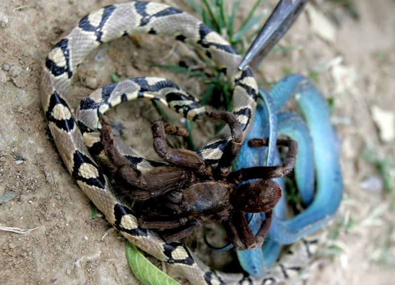 封神！17岁高中生发现“筷子蛇”新物种，连夜刷山40天，直接登上国际SCI