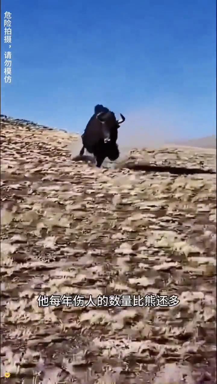 当你看到北美野牛从高处摔下来，千万要憋住不能笑，因为它会一直盯着你，仿佛是在提醒