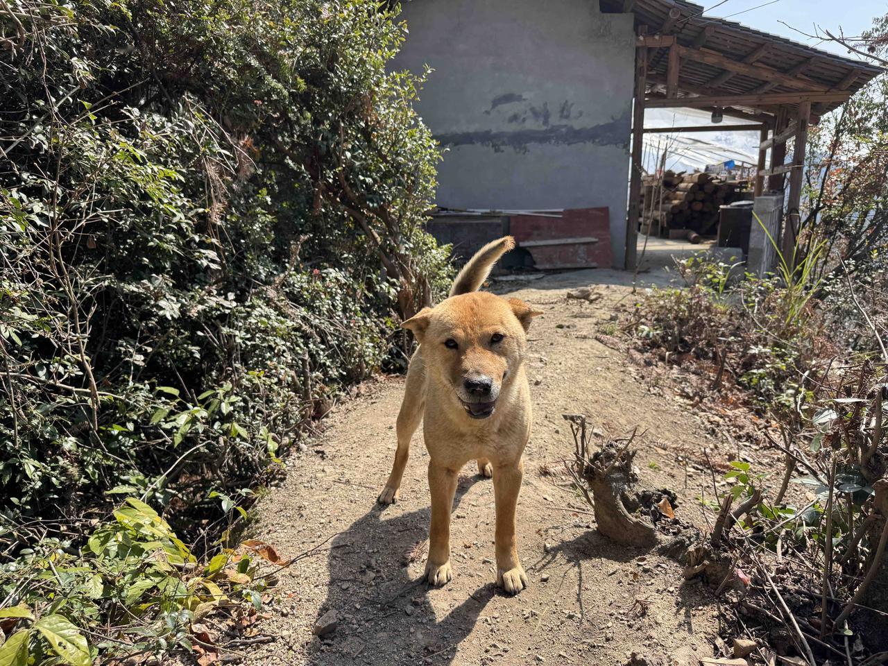 离开山居小屋八天了，今天回到了乡下，小六依然每天躺在大门口，似乎是在等着我回家，