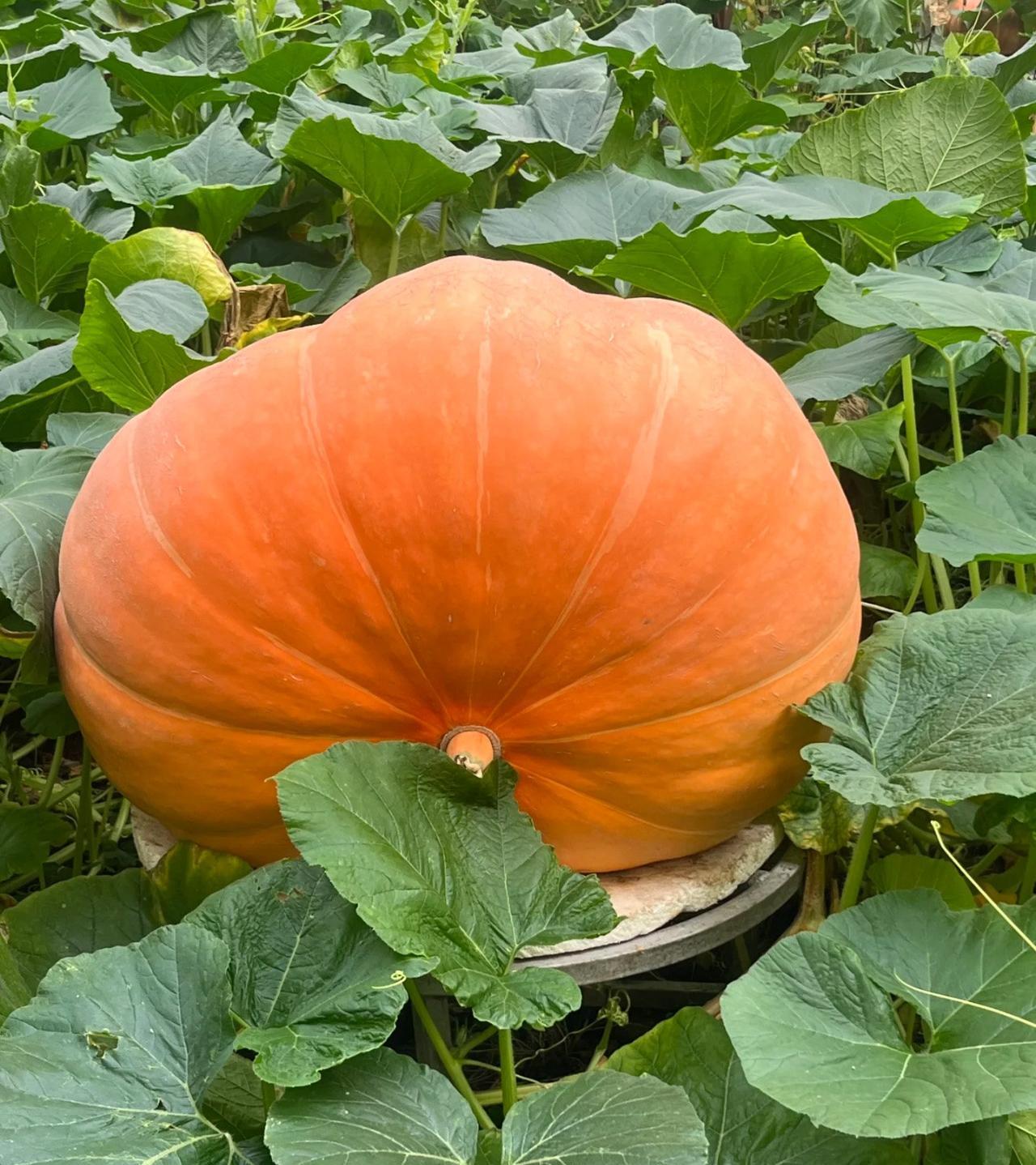 寿光的菜农都在大棚外面自己种菜吃。大棚里的菜他们根本不吃！啥情况呀？有网友说，他