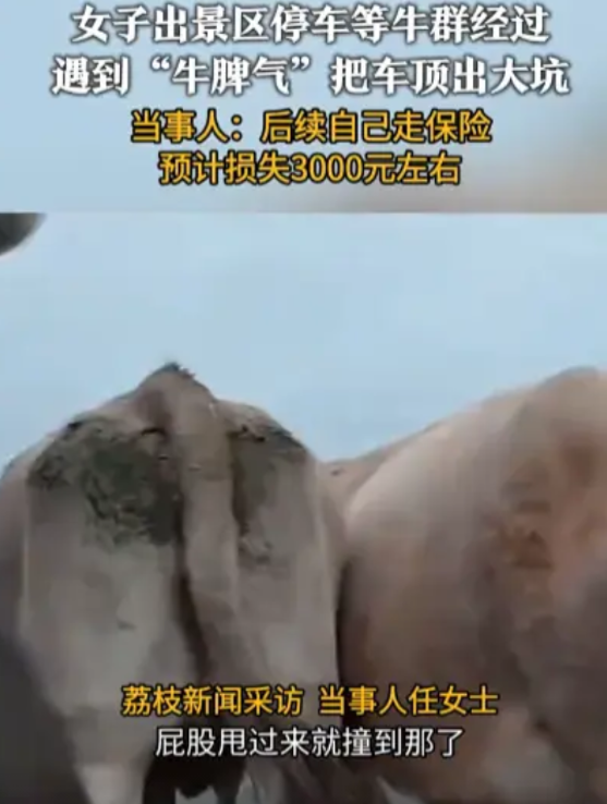 “防不胜防！”近日，新疆伊犁，一位女子开着自己的车到当地景区里自驾游，谁知刚出了