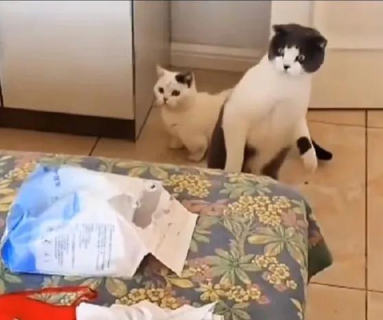 猫咪应该是动物里好奇心最大的了。女主人怀胎十月生了宝宝刚到家，家里的两只猫咪站在