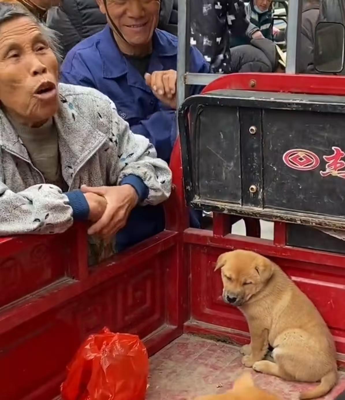 "被治愈了。"朋友在镇上偶然遇见老奶奶低价卖小狗，最后一只没人要，她把它带回了家