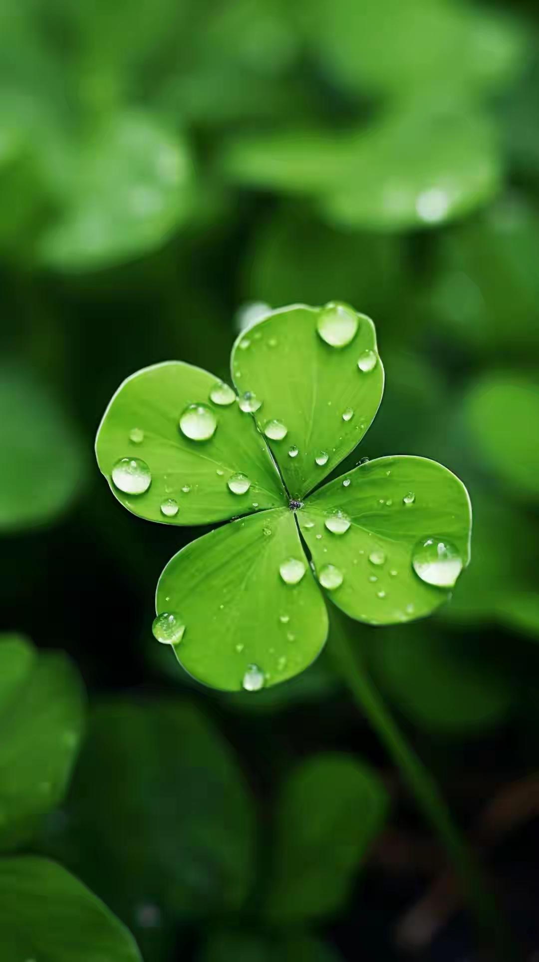 唯美手机壁纸精选