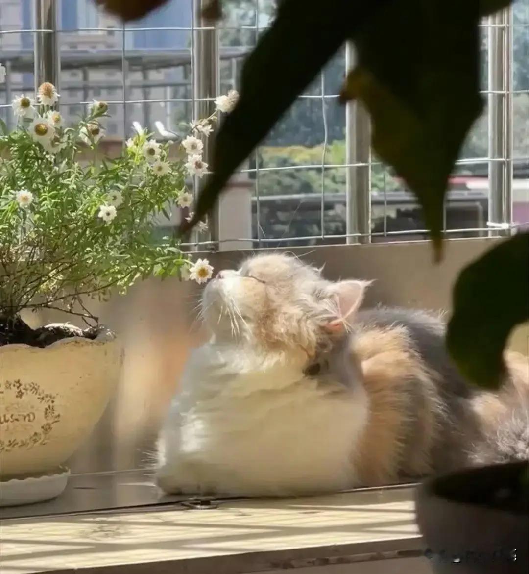 老妈养的猫子都要成精了，阳台上一盆小雏菊开花了，猫子趴在花盆下面闻着花香，还陶醉