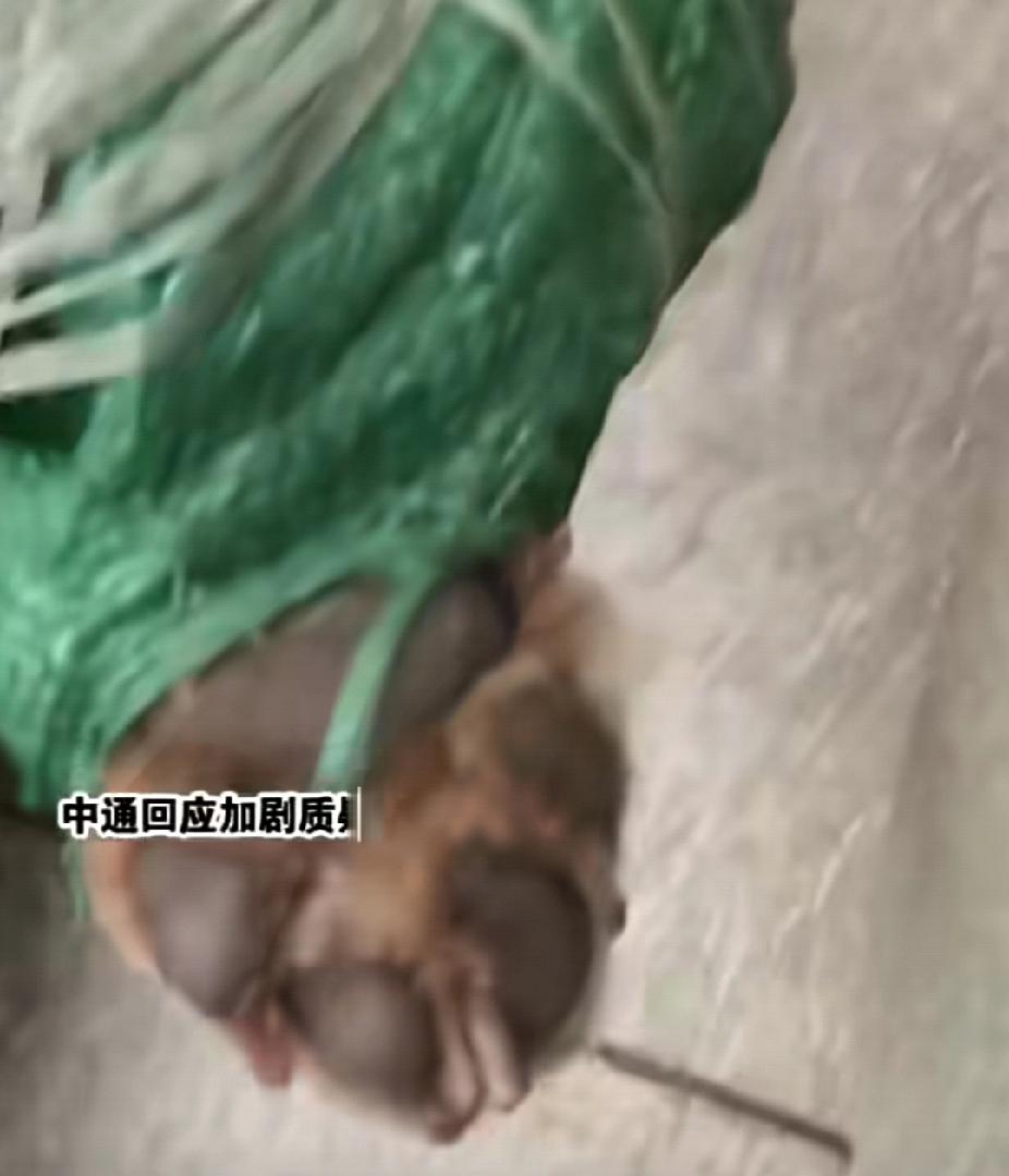 12月21日，安徽安庆一家快递驿站内一个渗着血露着狗爪子的包裹引起了注意，中通回