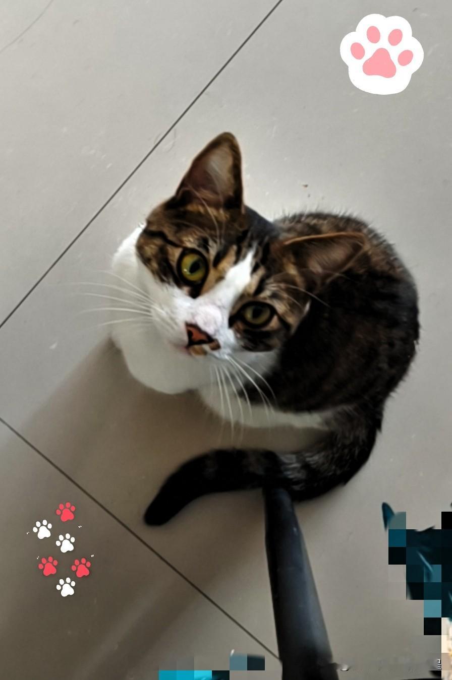 谁能想到，小区里那只总蹲在快递柜旁的花脸猫，居然是个“碰瓷”高手。李姐那天