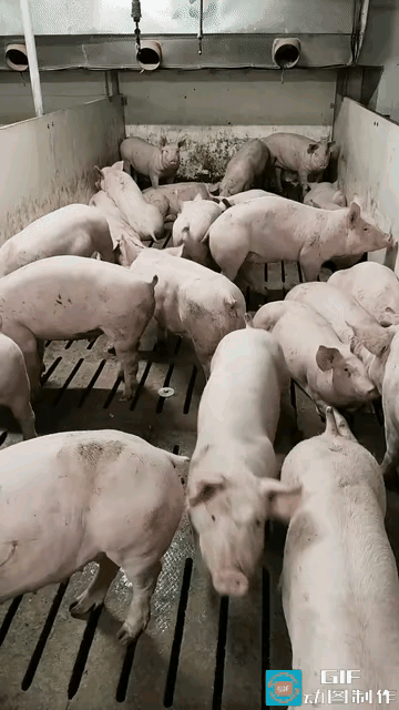 哈哈，笑不活了！近日河北某养猪场里的一只猪，只要饲养员对着它勾勾手，它就会马上屁