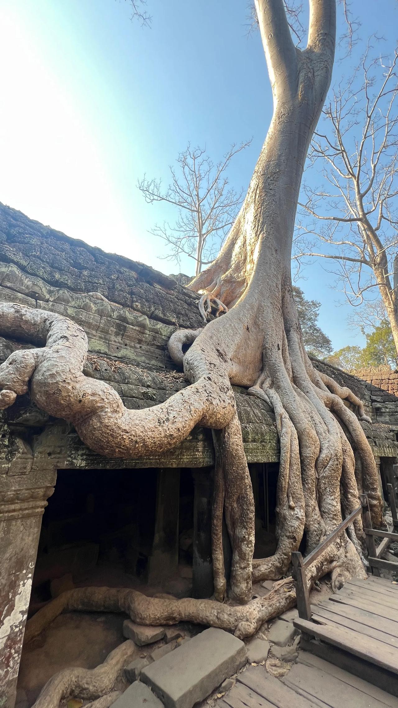 柬埔寨的塔布隆寺，简直就是一个树包墙、树包石的王国，无论多高的墙，无论多厚的石头