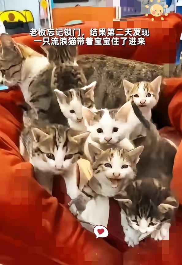 泪目了！超市大哥忘锁门，竟迎来一大七小八只流浪猫避寒，这一幕温柔得直戳心底！