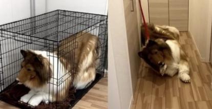 日本一男子为了成为一条狗，竟花了高达200万日元，不但买了一身的狗皮，处处模仿狗