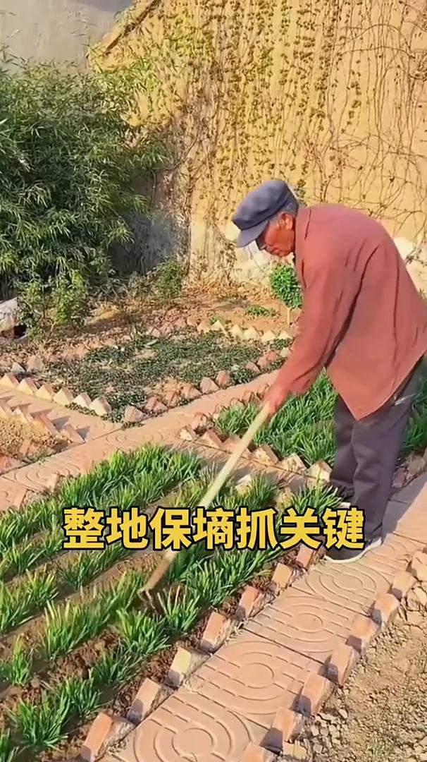 ·1月小寒接大寒，薯架保温防腐烂。·立春雨水二月间，顶凌压麦种大蒜。·3月惊