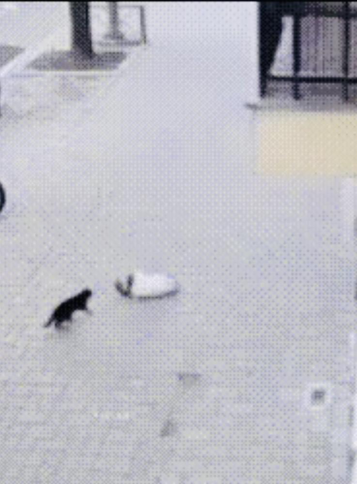 猫咪的一个动作，挽救了幼童生命。只见有个幼童从房上不慎摔下来，在其身体即将落地时