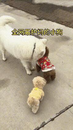 谁懂啊！小小的身躯护着妈妈的样子真的太好哭了😭路上偶遇暖心一幕，狗妈妈带