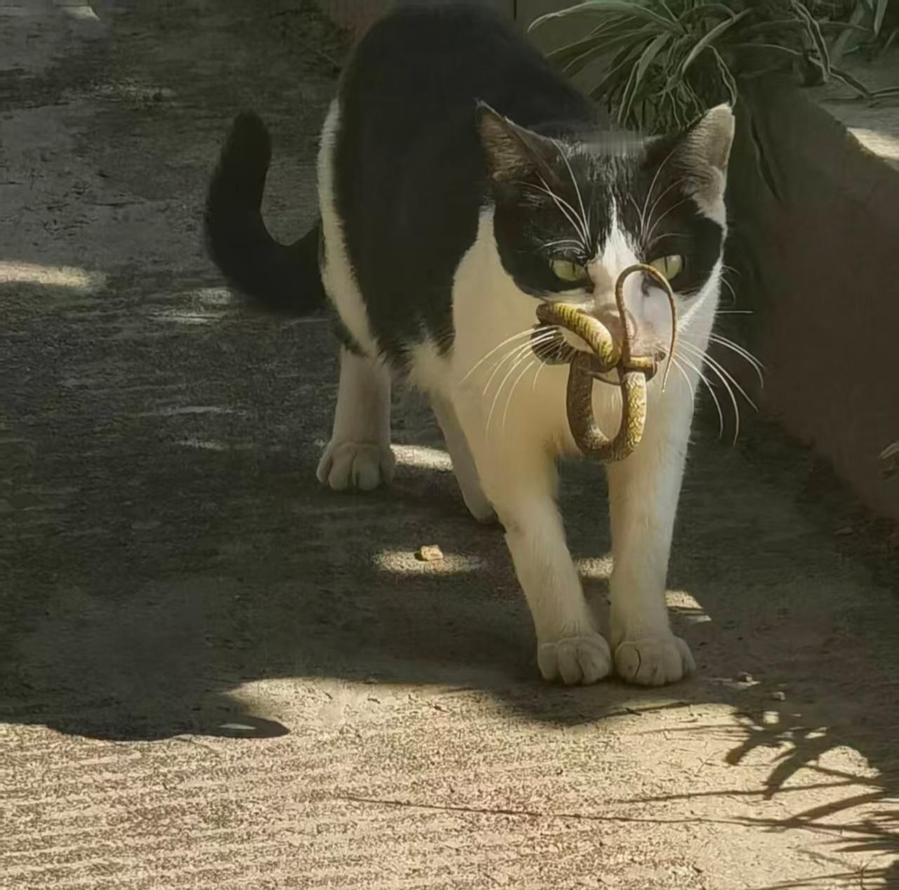 猫咪挺身而出击退眼镜蛇猫星人天生就是蛇类的克星，哪怕是眼镜蛇也不行！也就是猫星人