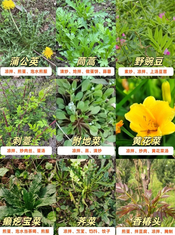 50多种踏青挖野菜图鉴，你吃过几种？春暖花开踏青去，地里野菜挖不停！春天