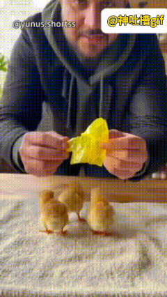 全网最迷糊小鸡！被骗后齐齐站成一排，仿佛在怀疑“鸡生”大叔手持一件小雨衣，在小