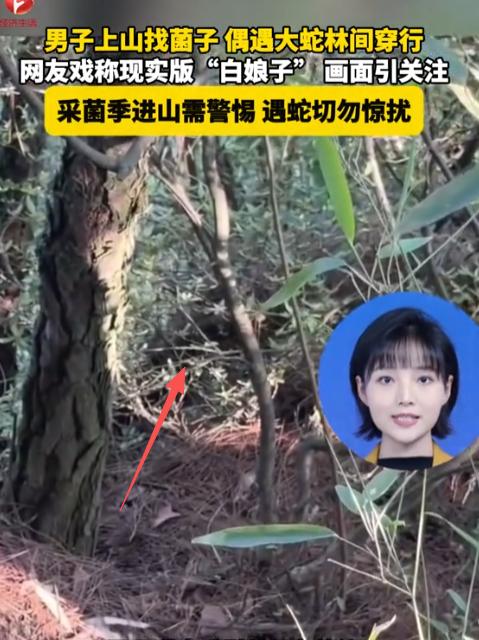 太吓人了！云南，一男子趁晴好天气上山找野生菌，进山途中意外撞见惊险一幕，草丛里突