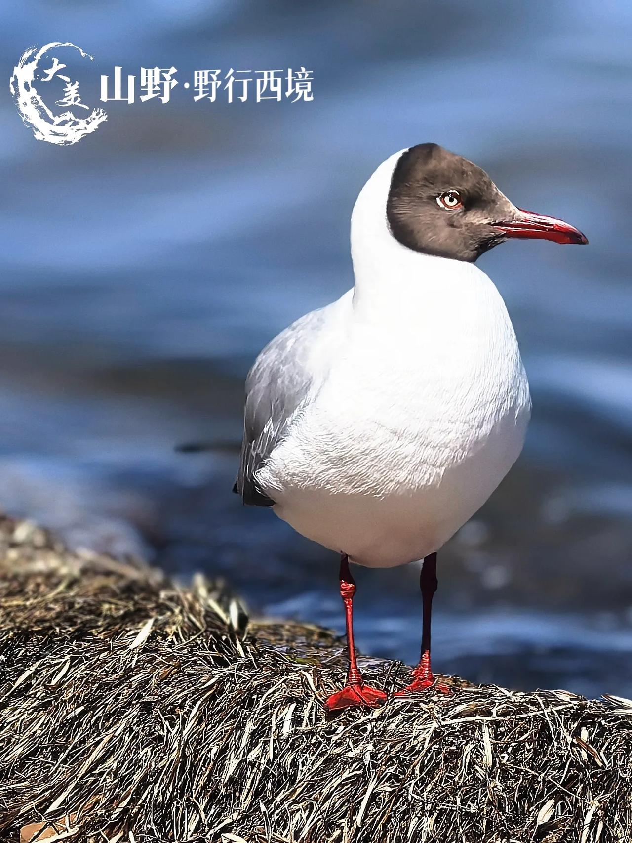 🛬新疆和田集合，喀什解散，纵穿西藏羌塘👨‍👩‍👦‍👦避开人山人海，小