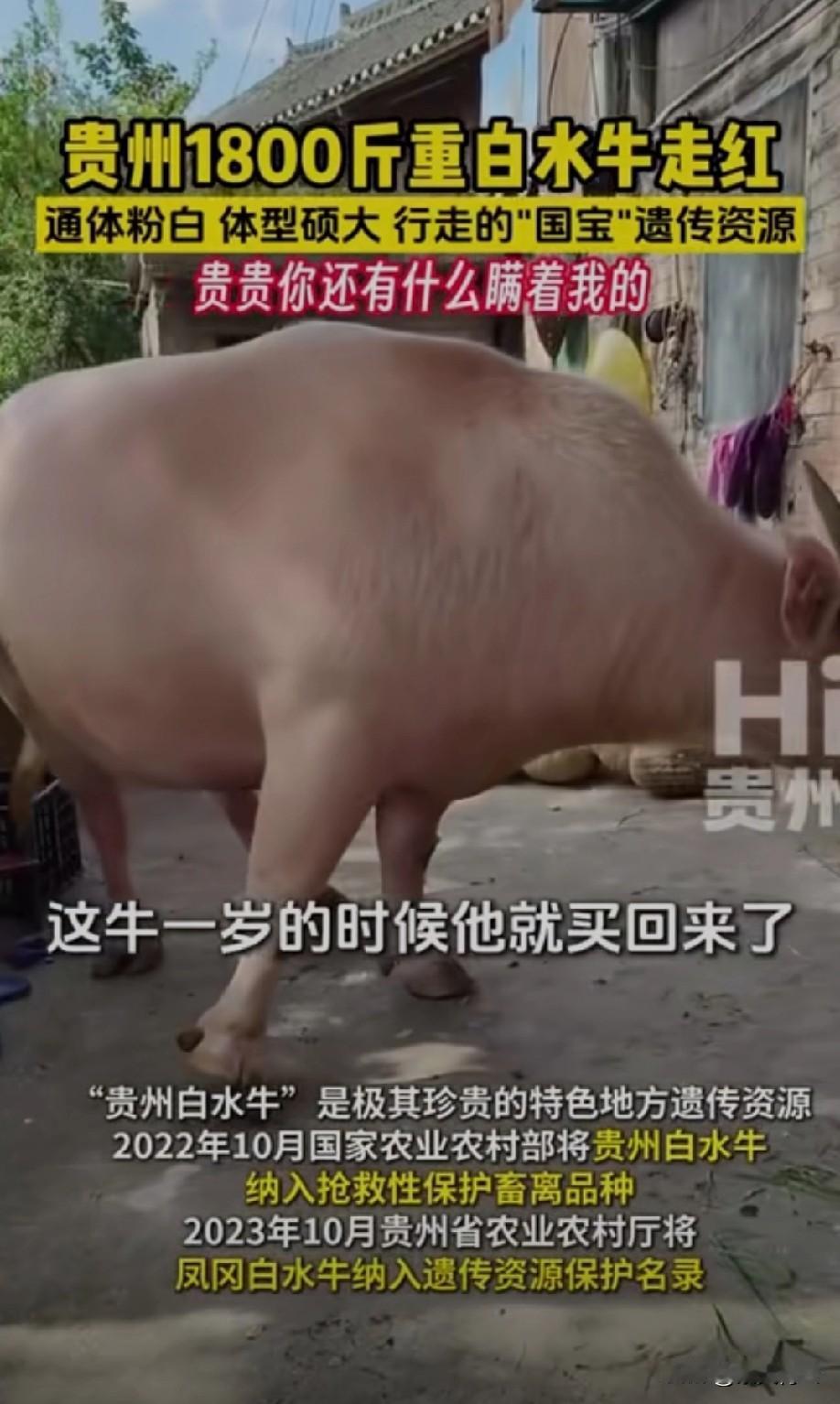 这牛要是到印度不得被他们供起来！