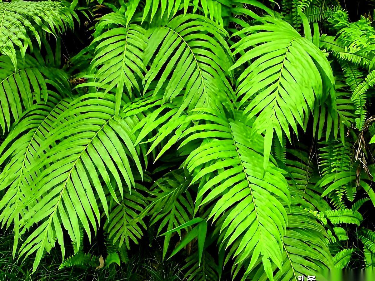 稀土，居然能种出来了。你没听错，就像种萝卜白菜一样，种在地里，浇水施肥，然后一