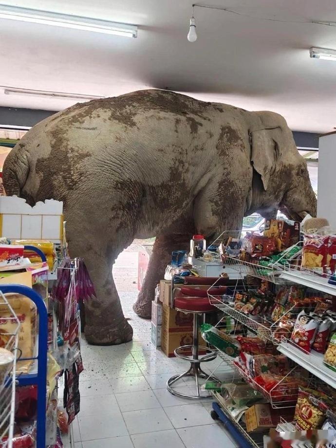 泰国杂货店惊现大象寻零食，场面震撼！这“大块头”在小店穿梭，萌态十足。或许真该给