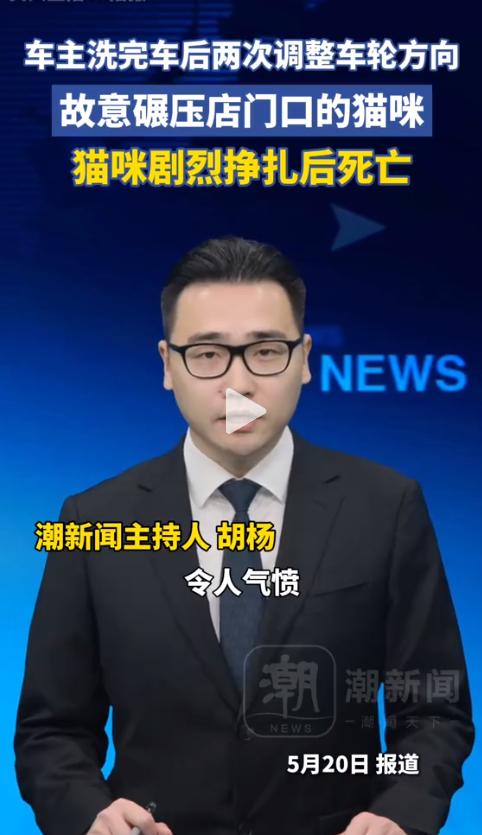 心寒！广东奔驰车主洗完车，两次打轮对准母猫碾压，母猫惨死后4只幼崽不知妈妈已走，