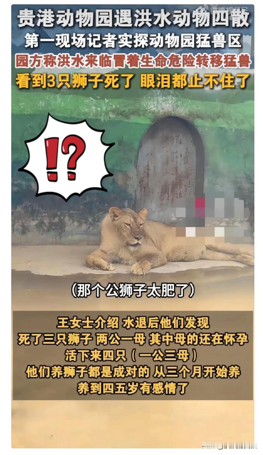 明眼人都看得出来，贵港动物园锁死猛兽笼，不是因为饲养员忙着逃命，也不是因为