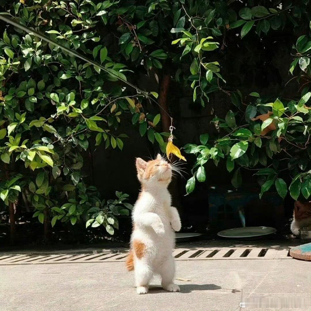 《云笈七签》：猫者，昧也，谓能昧察幽冥之事。道教典籍中，猫常被视为具有特殊灵性的