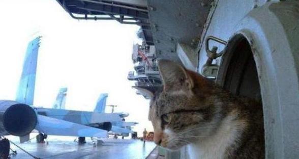 航母上为什么要养猫？是为了抓老鼠？那你就错了，现在航母上的猫可不是为了抓老鼠，而
