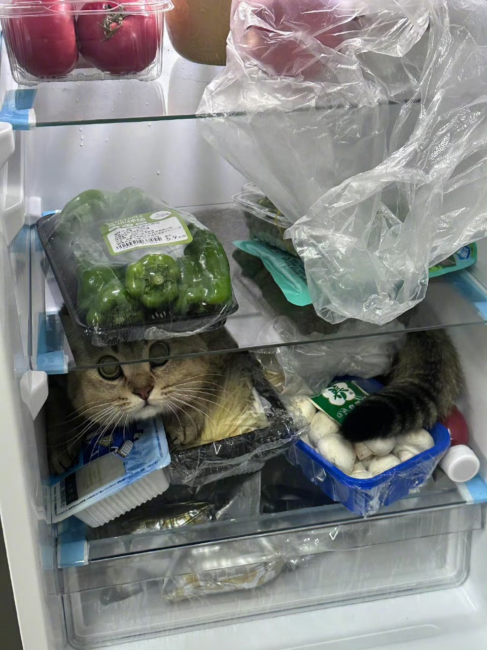 差点变冻猫​​​