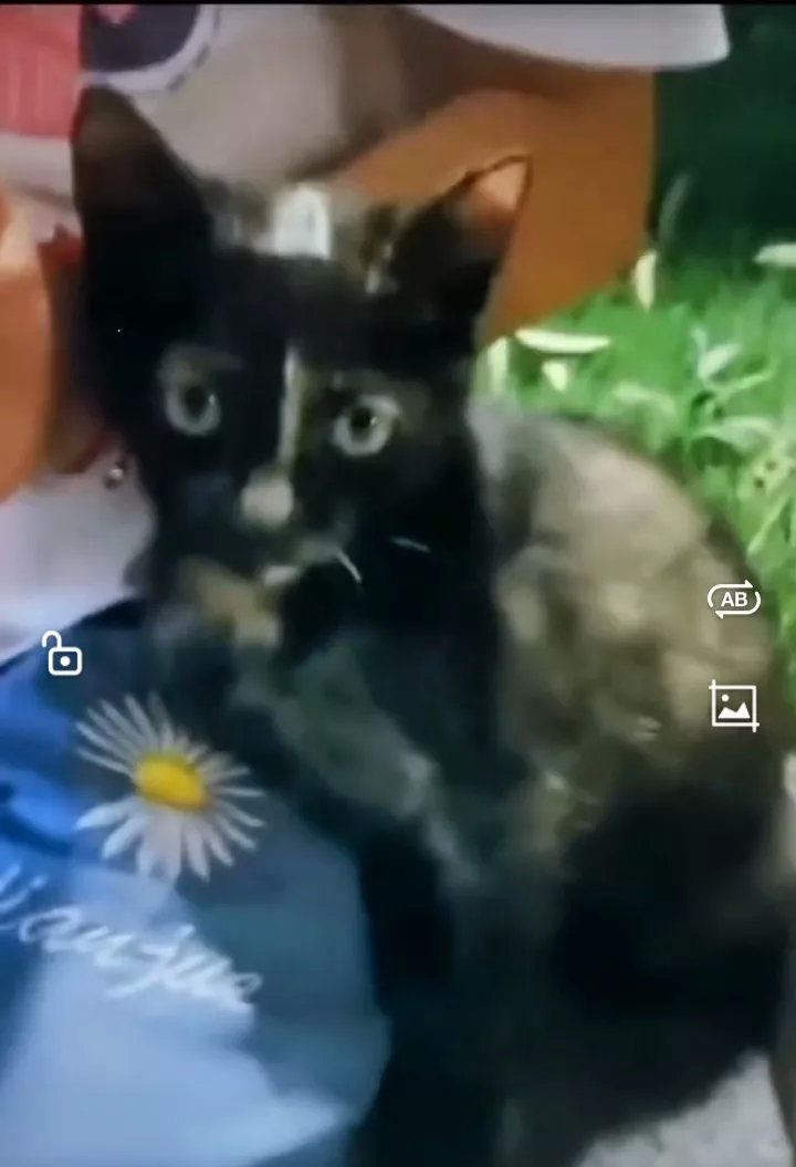 小女孩在路边发现一只流浪猫，因自己无法收养，便守护在流浪猫身边，举牌求助好心人收