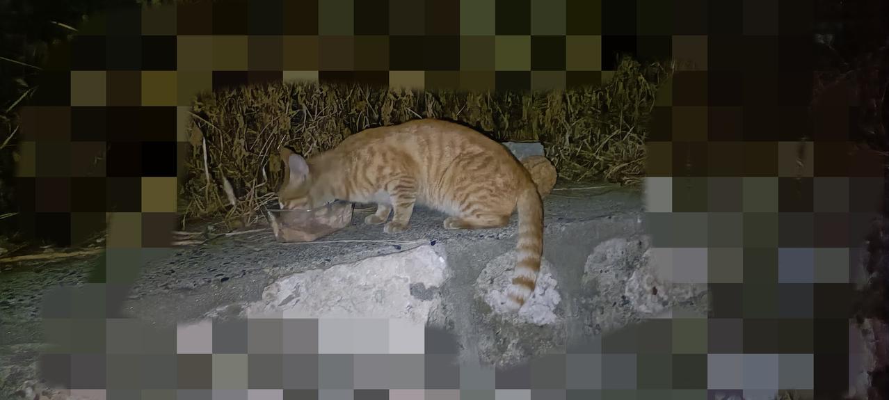 小橘猫的妈妈是只橘白猫，失踪一个多月了，结局可想而知，没了妈妈的庇护，小橘猫就再