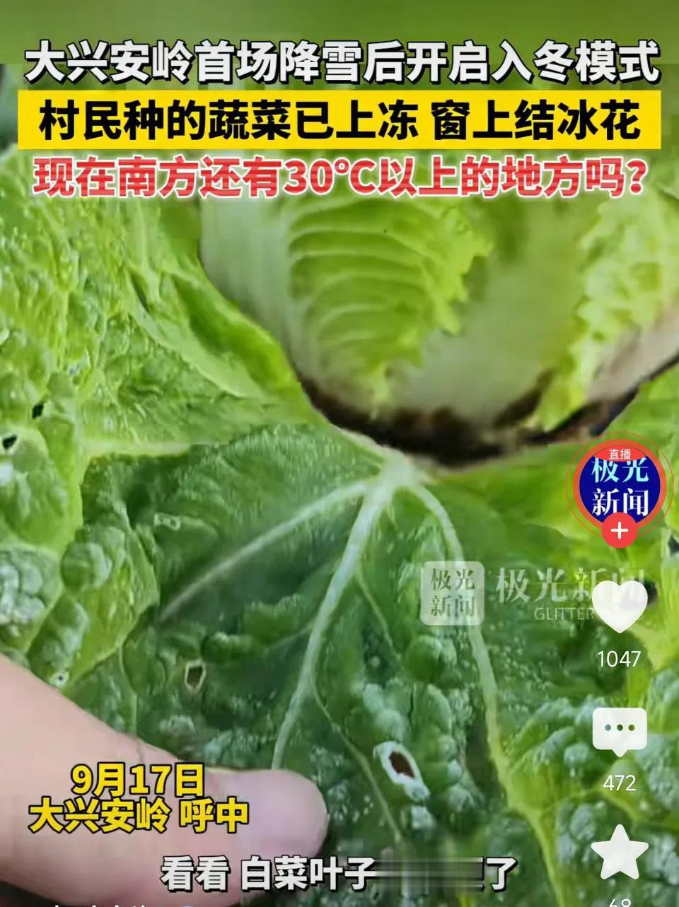 大兴安岭首场降雪后开启入冬模式!村民种的蔬菜已上冻，窗上结冰花!现在南方还有