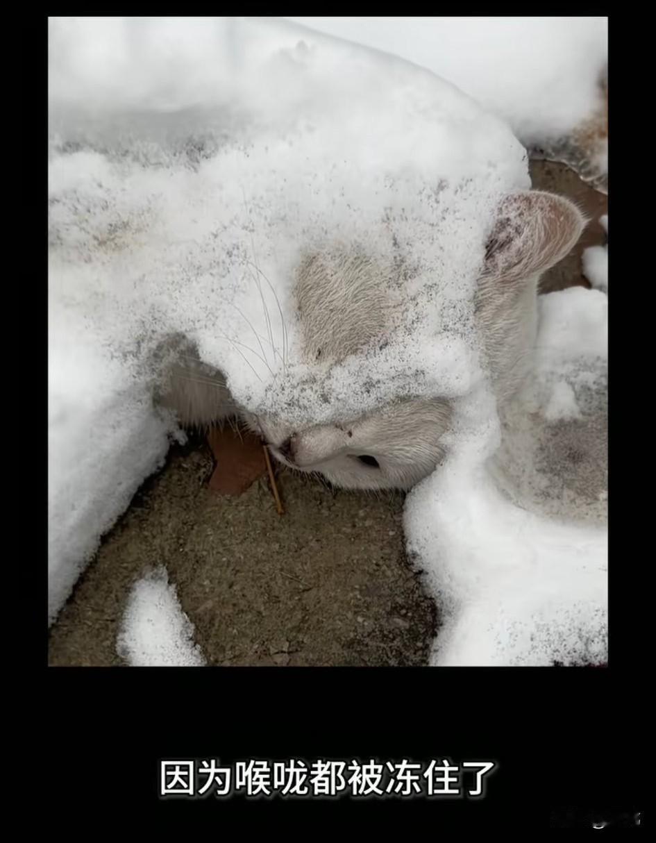 太可怜了，一位小姐姐经常投喂一只白色的猫咪，可因为出差，她几天没有投喂它，而在出