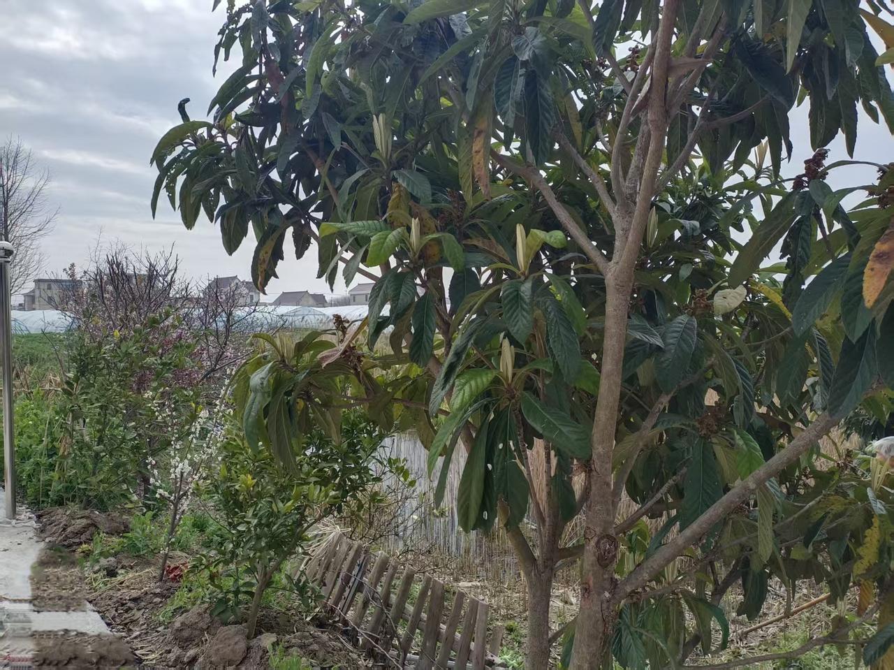 母亲栽果树母亲八十六岁了，特喜欢栽果树，房前已栽了枇杷树、枣树，梨树、柿