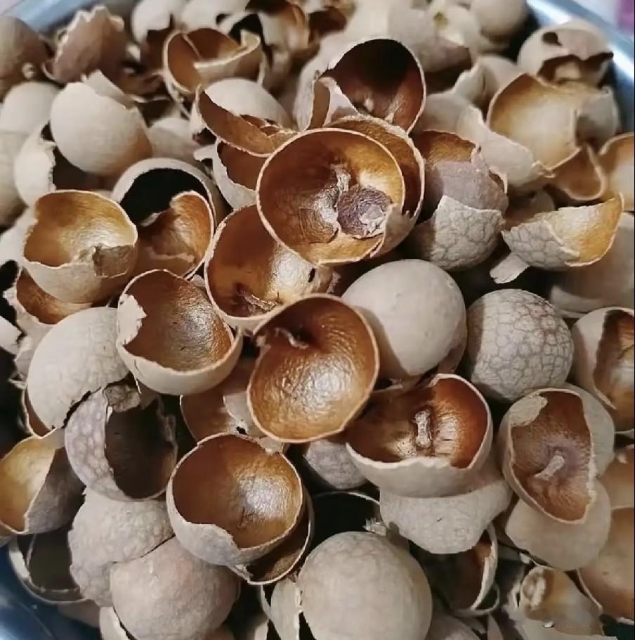 龙眼壳不要再扔了，放锅里煮一煮，老一辈的智慧结晶，简单实用夏秋时节，清甜多