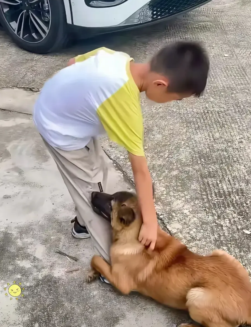 男子趁着疼爱狗狗的儿子去上学了，喊来狗肉贩子，把狗狗三百元卖掉了。狗狗九死一生