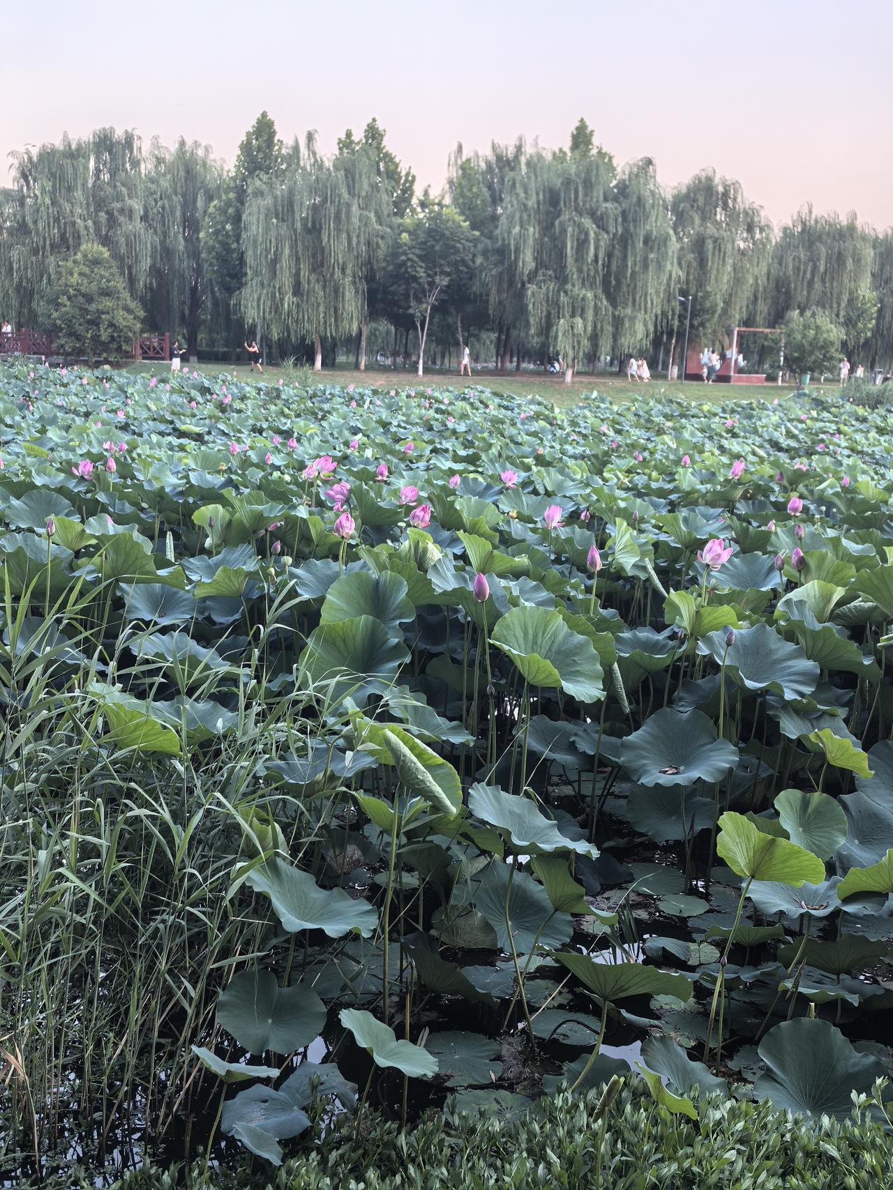 我一直独来独往，包括去公园锻炼。昨天傍晚，第一次与一个男人一块去公园散步，结果…