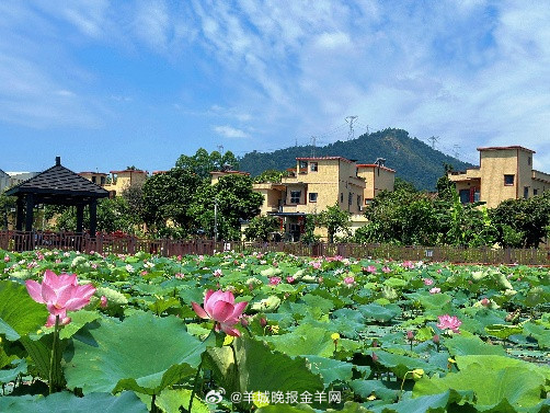 #早安#晨风从山的那边一路吹过来，经过稻田、经过小河、经过还在睡梦中的街巷，最后