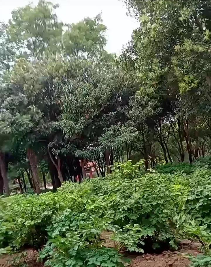 对于熊磊昨天说自己不会输，柴桑大姐今天回应：你们就是再赢，你们的所作所为，那