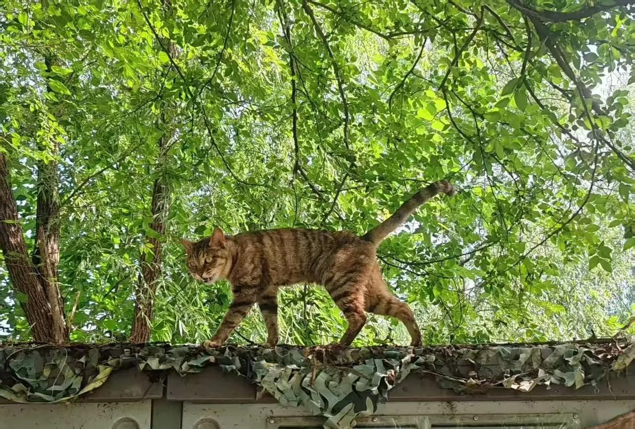 这只自由自在的猫，不知让多少被囚于房间之内的同类羡慕不已。流浪猫的平均寿命还不到