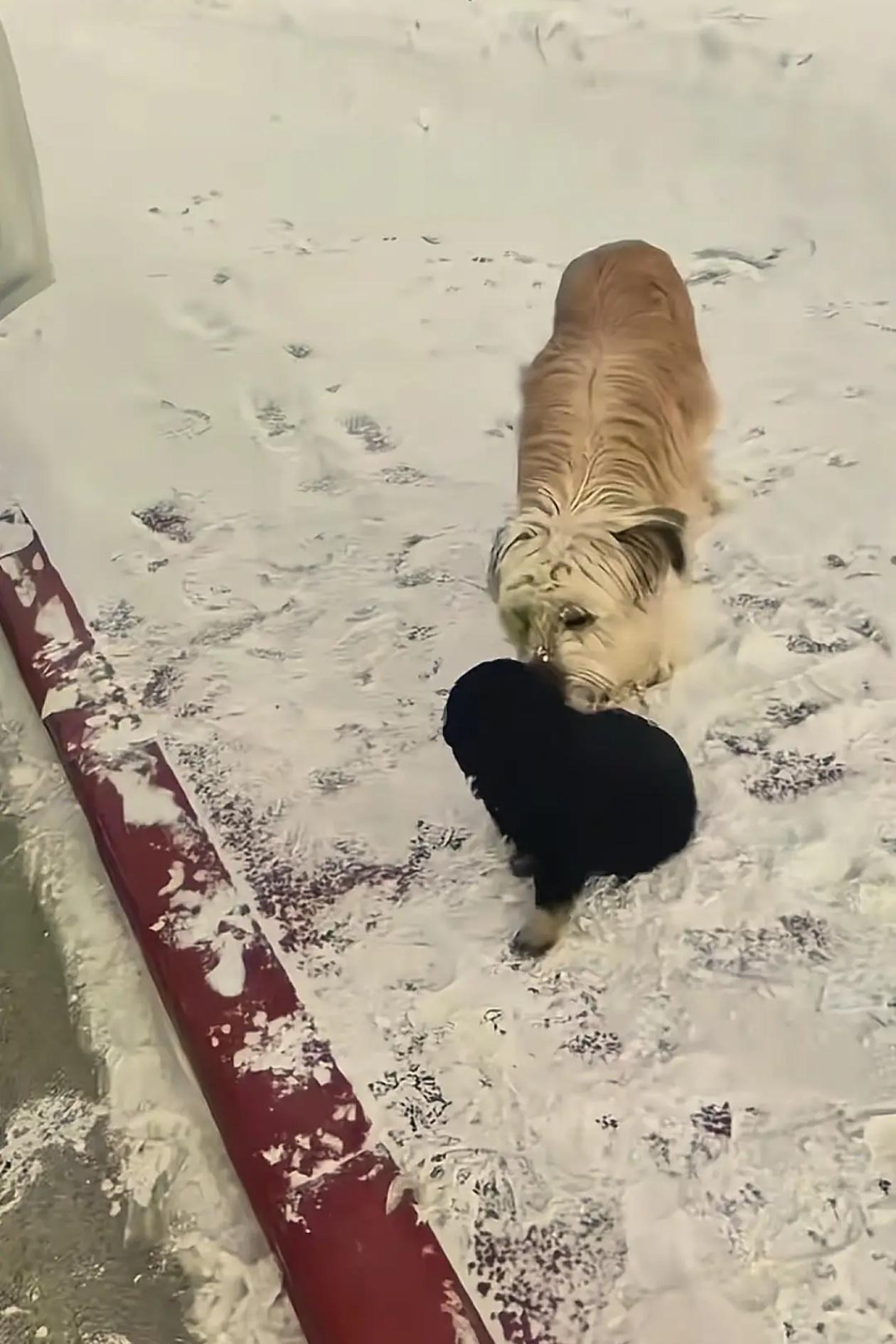 新疆下大雪那天，公路边上，一只流浪狗叼着小狗崽跑到车主跟前，把崽往人面前推，推完