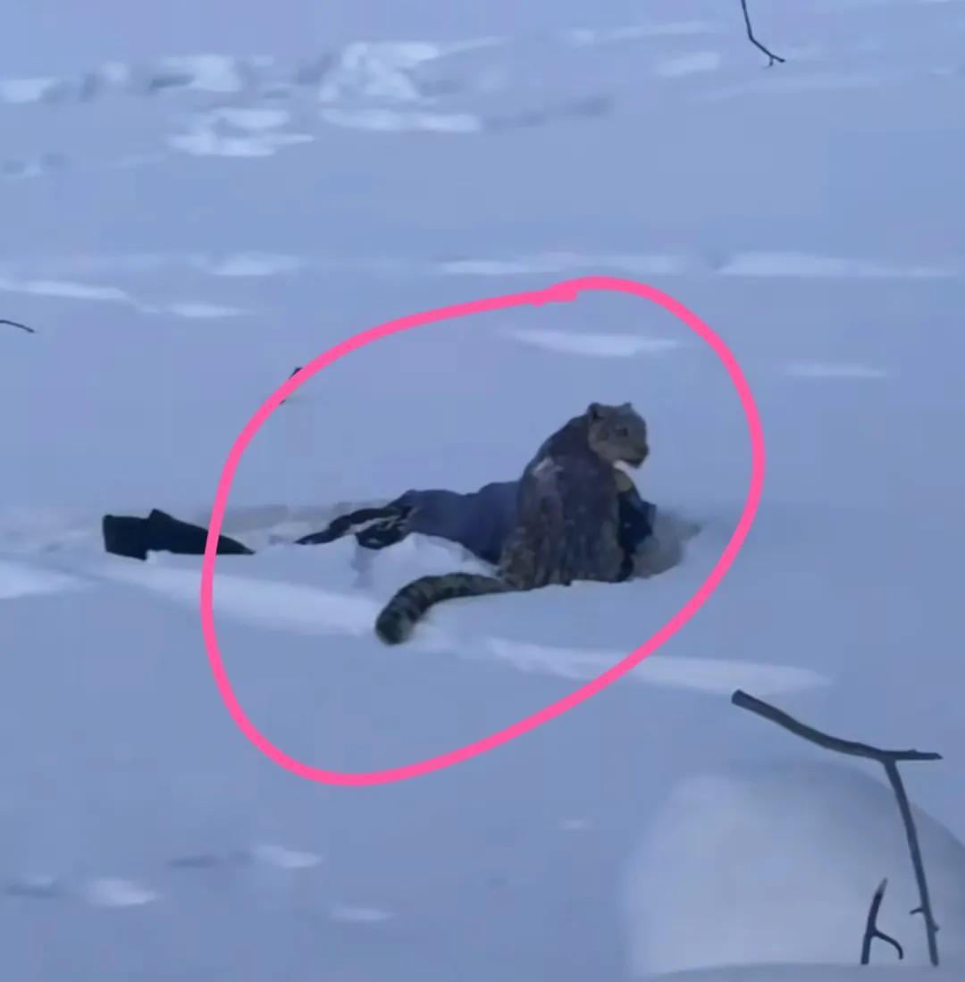 真是不知者无畏，看得我手心全是汗。这女游客胆子也是肥到了天