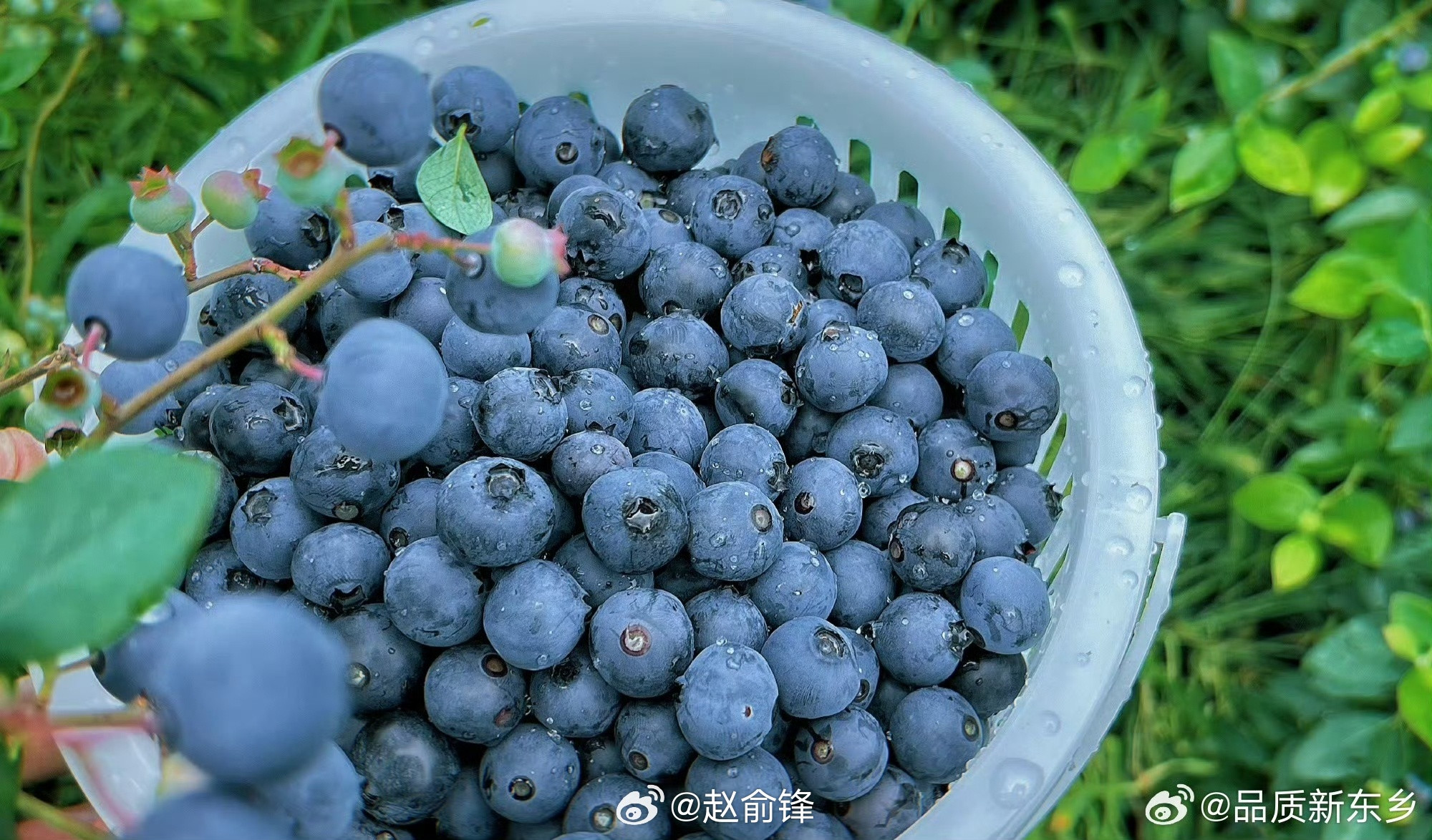 【认识东乡蓝莓主角：蓝美1号】走进东乡1.6万亩蓝莓种植基地，当之无愧的主角正是