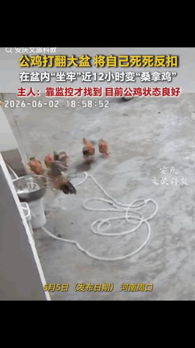 笑不活了！近日河南周口一户人家，主人周女士发现自家养的几只鸡里少了一只大公鸡，里