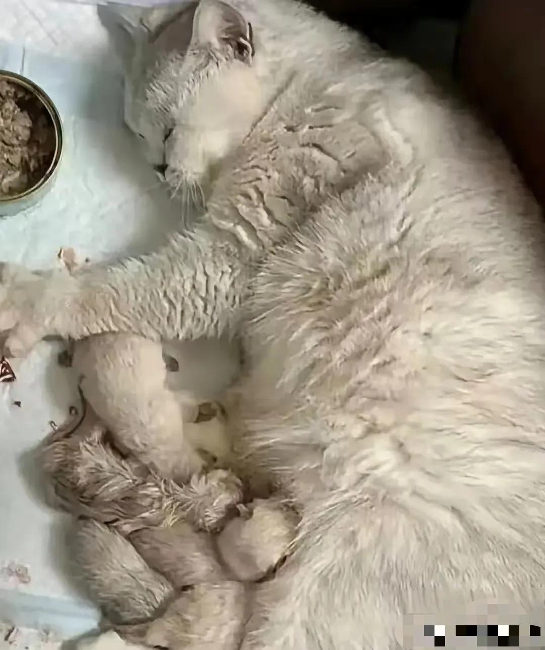 万万没想到！江苏一个女的出差，临走前给猫碗倒满了猫粮，本来打算三天就回来，结果项