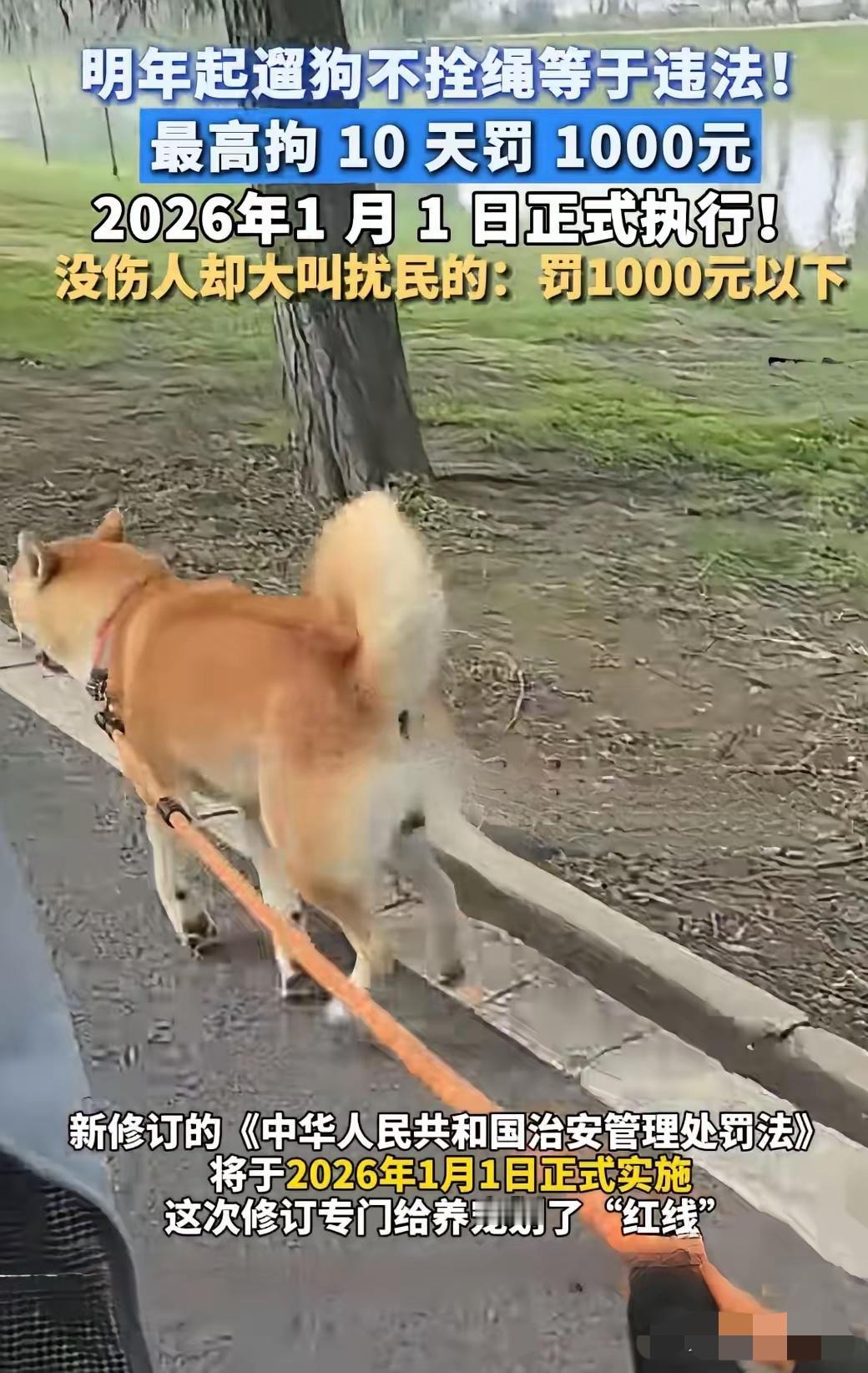 你可能不知道！2026年1月1日起，养狗再也不是“自家私事”，管狗叫“儿子”