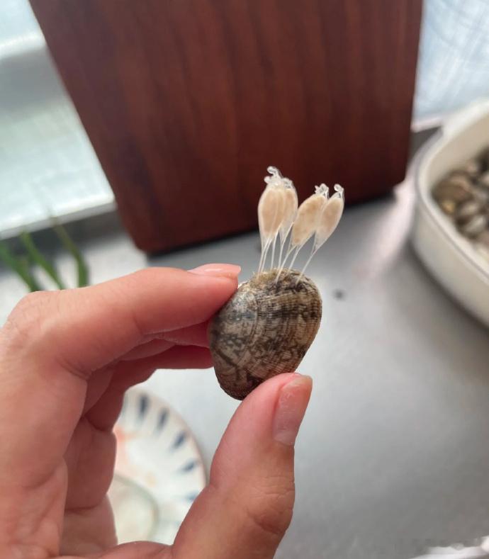 初见蚬子，好奇其身上附着之物。那是它的外套膜等组织，或是共生藻类？小小蚬子，藏着